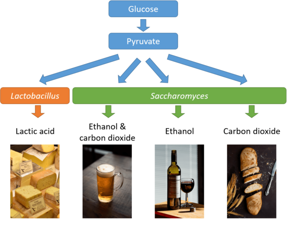 Fermentation - Fermentation E1608313119210