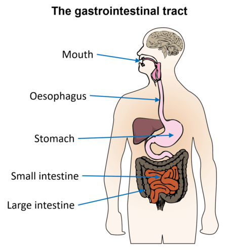 Your gut and your microbes - Microbe Safari