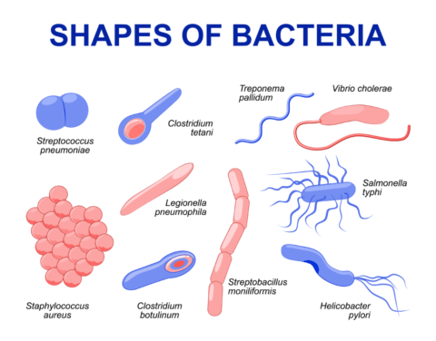 What is a microbe? - Microbe Safari